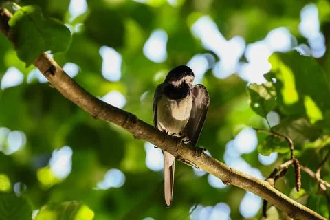 White Wagtail Perched on a Tree Branch Stock Photos