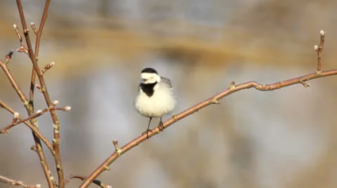 White Wagtail perched on a tree. Vídeo Stock 22870492