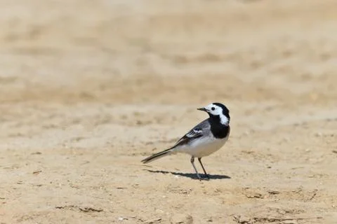 White wagtail Stock Photos