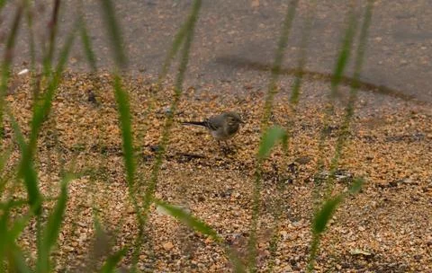 White wagtail Stock Photos