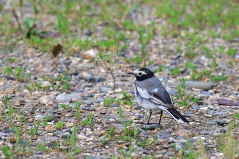 White wagtail Foto stock