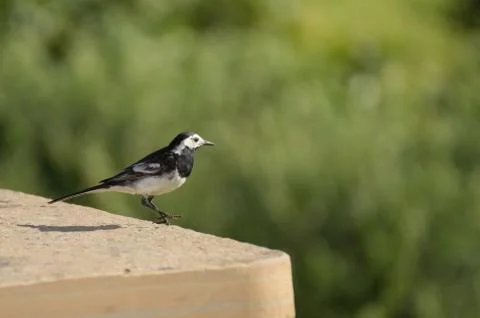 White wagtail Stock Photos