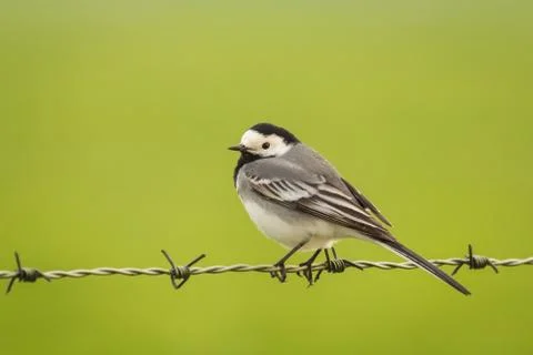White Wagtail Stock Photos
