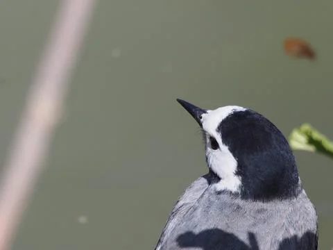 White Wagtail 스톡 사진