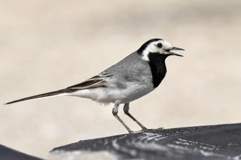 White wagtail Stock Photos