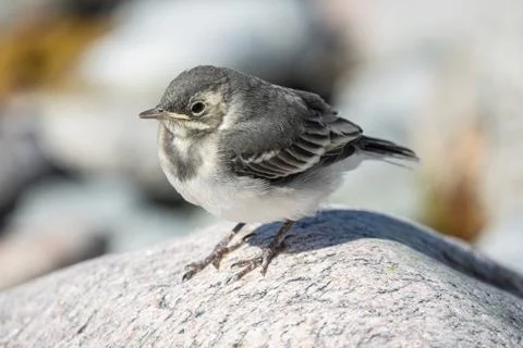 White wagtail Foto stock