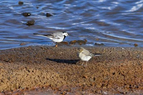 White wagtail Fotos de archivo