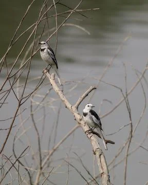 White wagtail. Stock Photos