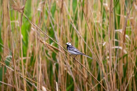 White wagtail Stock Photos