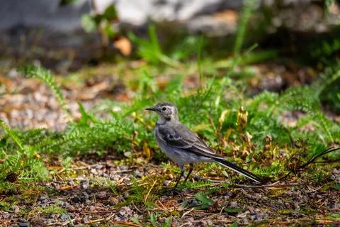White wagtail Stock Photos