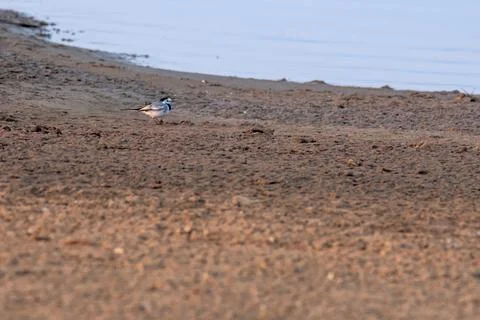 White Wagtail Stock Photos