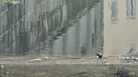 White wagtail running and flying in the riverside Stock Footage 45954149