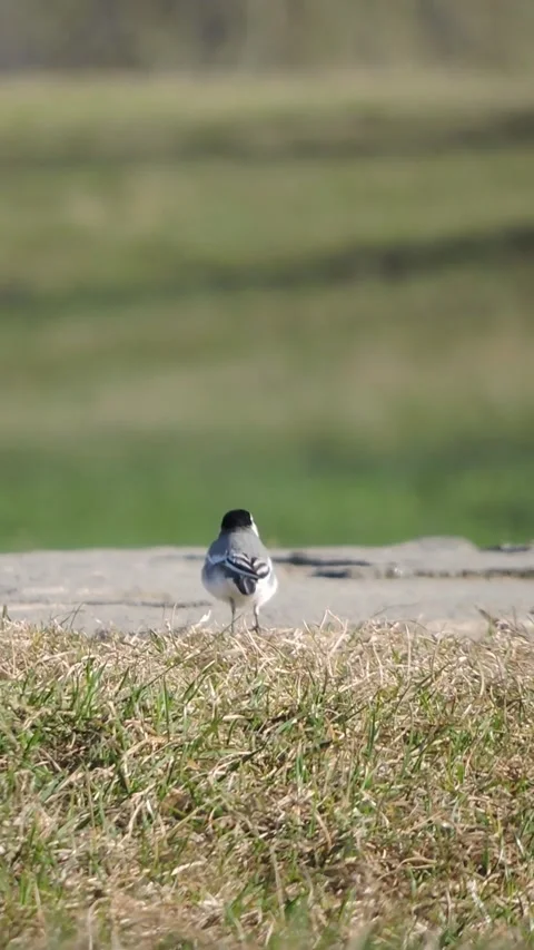 The white wagtail runs away quickly Stock Footage 340265623