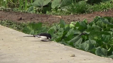 White wagtail sharpening its beak in the fields Stock Footage 45954197