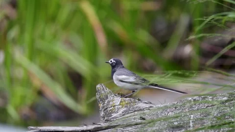 White Wagtail sits on a log among the grass near water Video stock 316063598