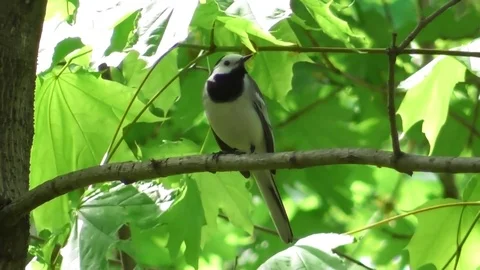 A white Wagtail sits on a maple branch Video stock 121022950