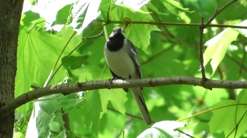 A white Wagtail sits on a maple branch and brushes its feathers Video stock 121022960