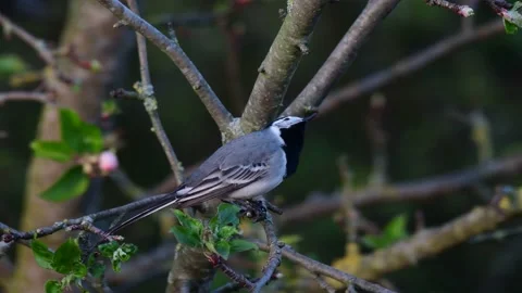 White wagtail sitting in the apple tree and watch, spring Stock Footage 148032886
