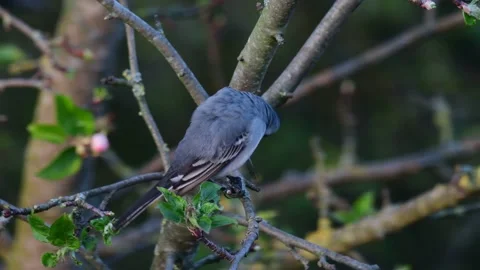 White wagtail sitting in the apple tree and clean her feathers, spring Stock Footage 148032929