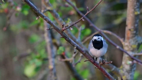 White wagtail sitting in the apple tree and watch, spring Stock Footage 150498645