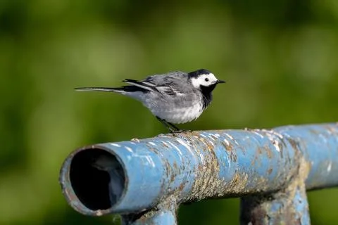 White Wagtail Is Sitting Foto stock