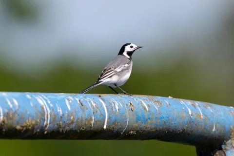 White Wagtail Is Sitting Stock Photos