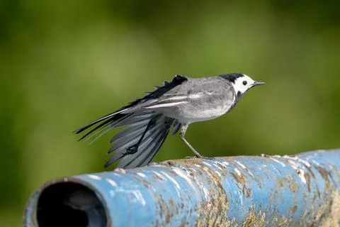 White Wagtail Is Sitting Stock Photos