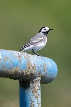 White Wagtail Is Sitting Stock Photos