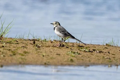 White Wagtail Sitting On Rocks Stock Photos