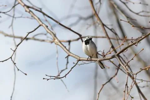 White wagtail Sitting in Tree Stock-Fotos