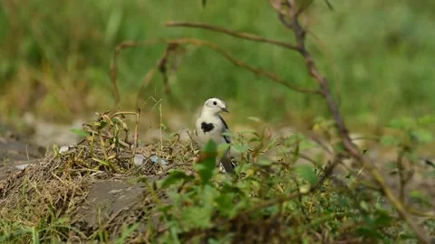 White wagtail  a small passerine bird Stock Footage 293000780