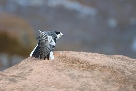 White wagtail spread its wing Stock Photos