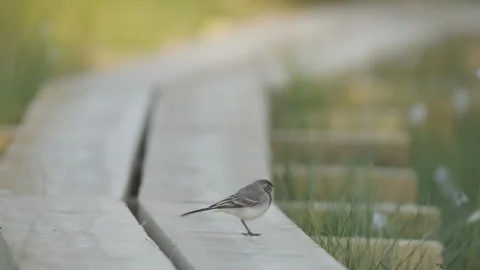 White Wagtail Standing on Boardwalk Opening Its Beak Stock Footage 338313752