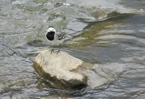 A White Wagtail is standing on a stone in a river (Motacilla alba) Foto stock