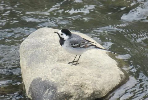 A White Wagtail is standing on a stone in a river (Motacilla alba) Stock Photos