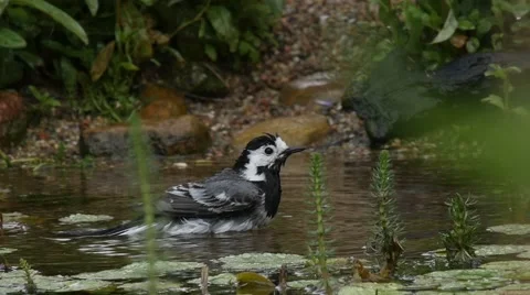 White wagtail taking a bath Stock Footage 51630008