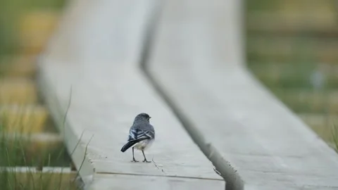White Wagtail Taking Off from Boardwalk Stock Footage 338367234