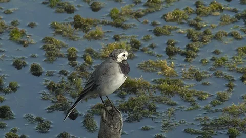 White wagtail on trunk with moss Stock Footage 104445006
