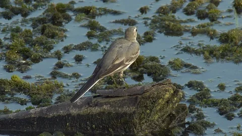 White wagtail on trunk with moss Stock Footage 104445175