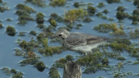 White wagtail on trunk with moss Stock Footage 104445279