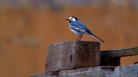 A White Wagtail. Video with a natural sound Stock Footage