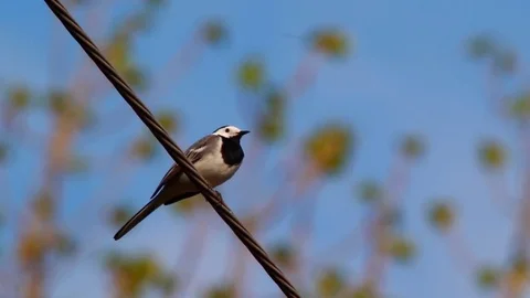 A White Wagtail. Video with a natural sound Stock Footage