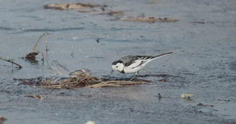 White wagtail walking on ice Video stock 232130325