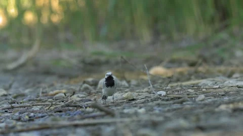 White Wagtail Walking Towards Camera - 4K Slow Motion Vídeos de archivo 335710717