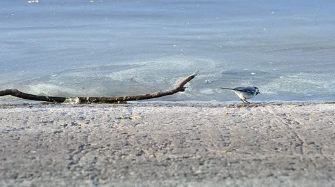 White wagtail walks quickly along coastline looking for food Stock Footage 50308499