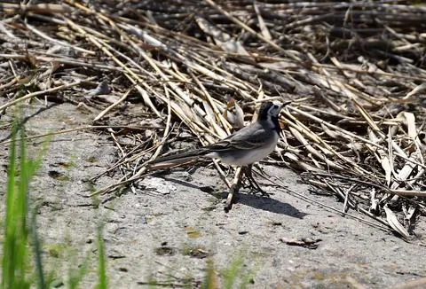 White wagtail at the water's edge. Stock Photos