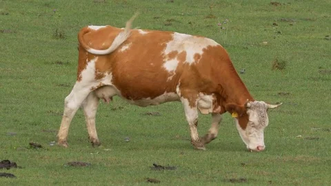 White wagtails walking amongst herd of cattle Stock-Footage 79085392