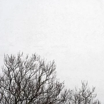 White wall and the tree Stock Photos