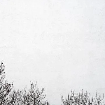 White wall and the tree Stock Photos