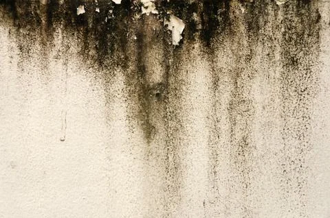 White wall background and texture from moss Stock Photos